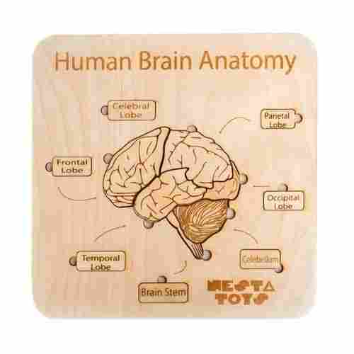 Wooden Human Brain Anatomy Puzzle Toys