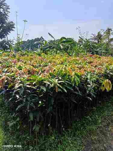 Genuine 400gm Himsagar Mango Plant