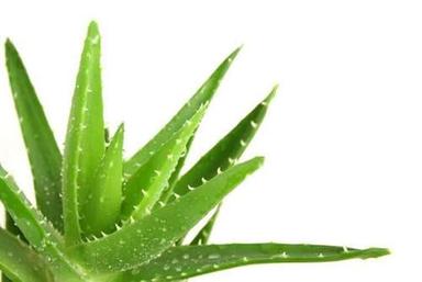 100% Herbal And Organic Natural Green Aloe Vera
