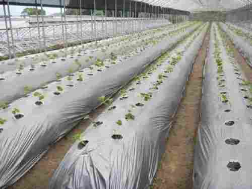 Biodegradable Black Mulching Film For Agriculture Applications