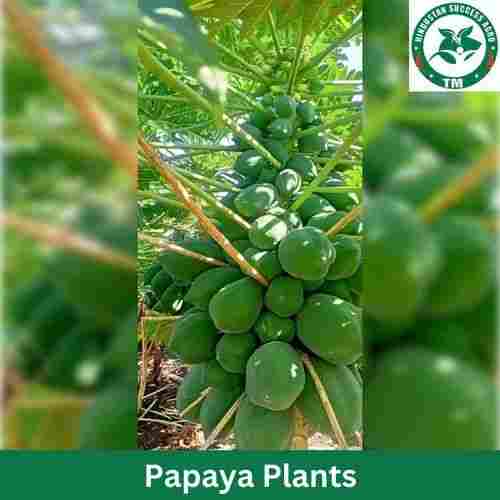 Fruits Full Sun Exposure Green Papaya Plants