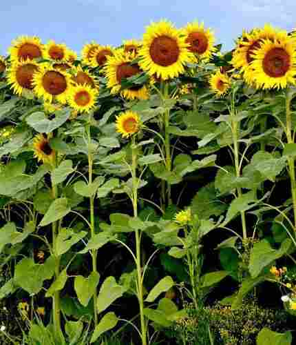 Natural Grown Sunflower Seedlings For Gardening And Landscaping