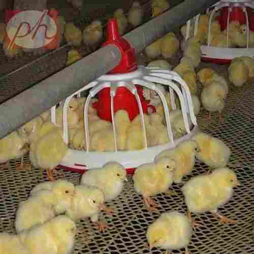 Automatic Plastic Chicken Feeder