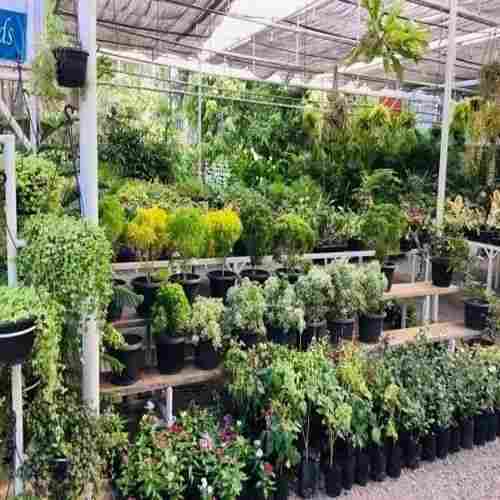 Natural Green And Fresh Nursery Plants