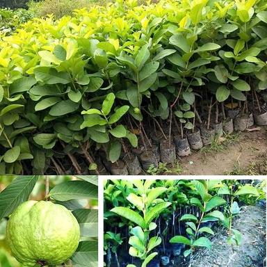 100% Organic Well Drained Guava Fruit Plants