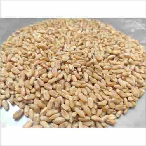Good For Health Lokwan Wheat 