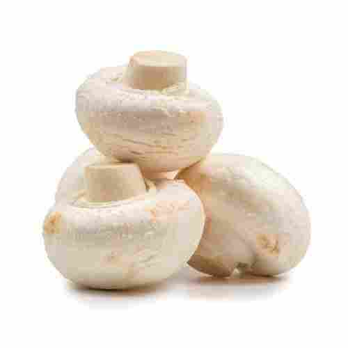 Pure Organic Natural Fresh Button Mushroom For Cooking