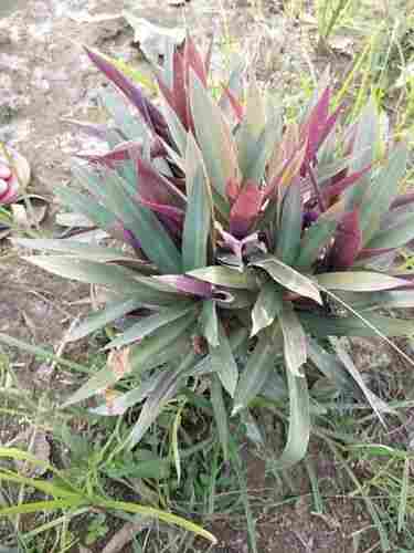 Variegated Duranta Plant For Garden