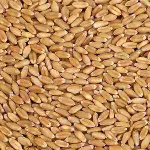 Common Cultivated Indian Origin A Grade 99.9 Percent Purity Whole Wheat Grain