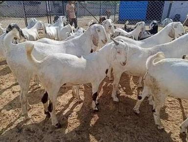 Sojat Goats