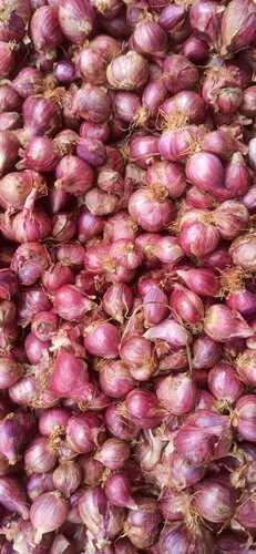 shallot small onion