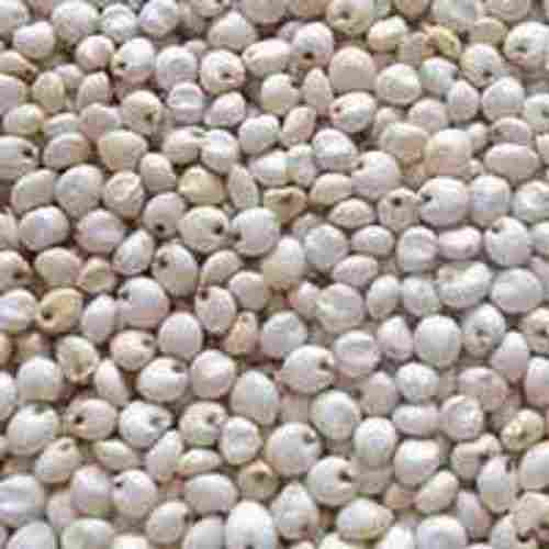Dried Jowar Sorghum Seeds
