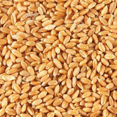 Natural Golden Brown Milling Wheat
