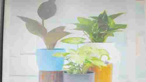 Indoor plants supplier 