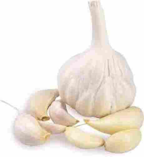 Fresh And Natural Garlic