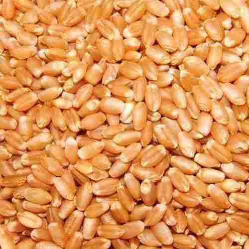 Natural Wheat