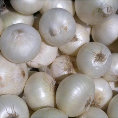 White Color Round Shape Fresh White Onion