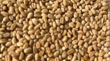 Brown Color Nutritious Wheat Grain