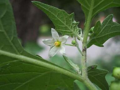 Solanum Nigrum Extract