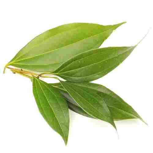 Green Cinnamon Tea Leaf