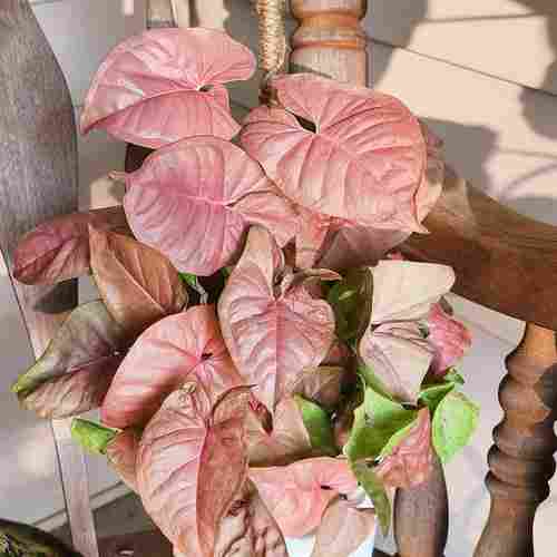 Syngonium Pink Miniature Plant