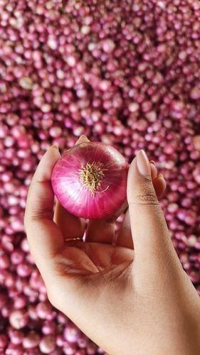 100% Organic And Farm Fresh A Grade Natural Red Onion