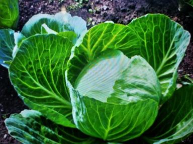 100% Organic A Grade Fresh Green Cabbage