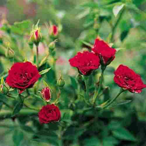 Fresh Aroma Natural Rose Flower (Bunch Of Ten)