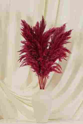 Dried Flower For Decor