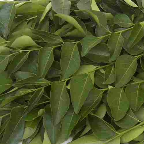 curry leaves dry