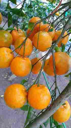 Oranges Fruit Plant