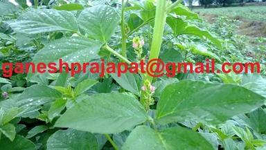 Guar Gum Seed Cultivation Consultancy