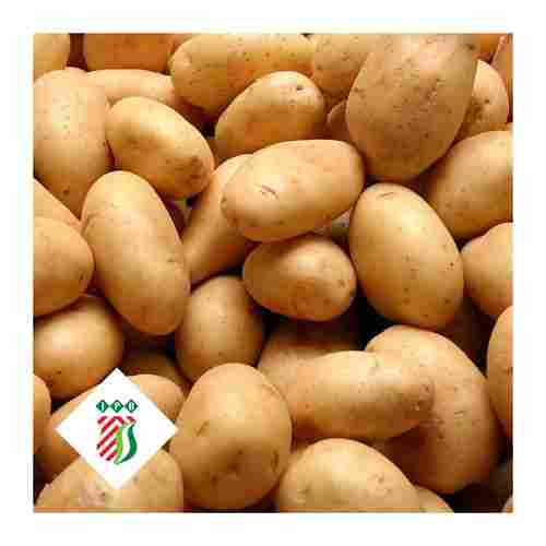 100% Pure And Natural Fresh Potato