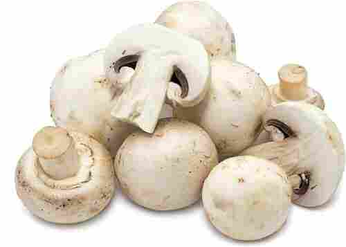 Fresh Mushroom 
