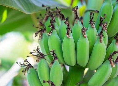 Healthy And Natural Raw Banana