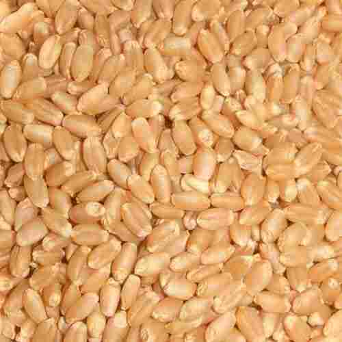 Cheap Wheat Grain/ Soft Milling Wheat Grain , Wheat Grains for Human& Animal Consumption