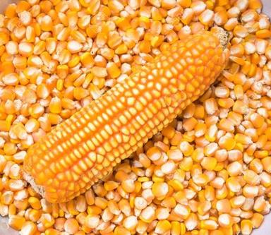Top Grade Quality Yellow Corn & White Yellow Corn Maize for Human and Animal Feed / Yellow Corn A Yellow Corn Animal Feed (Maize)