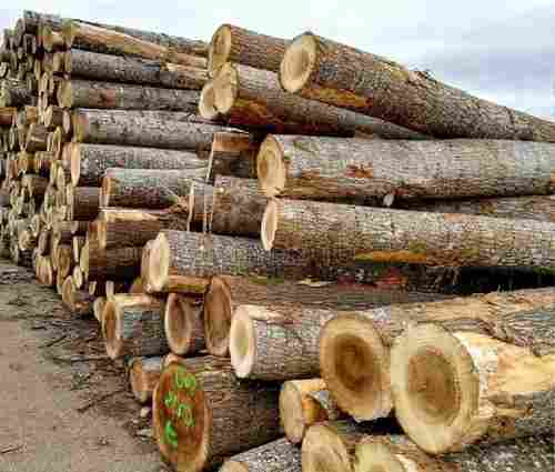 Solid Timber Wood Logs