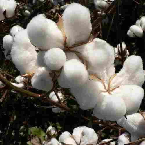 Organic Cotton 
