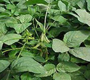 Soybean Seed Plant Extract