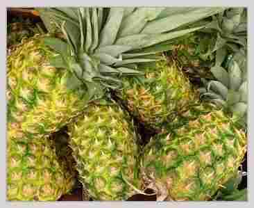 Natural Sweet Fresh Pineapple