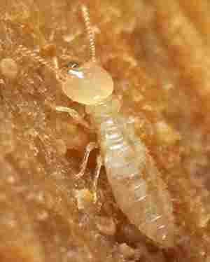 Termite Management