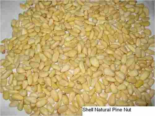 Shell Natural Pine Nut
