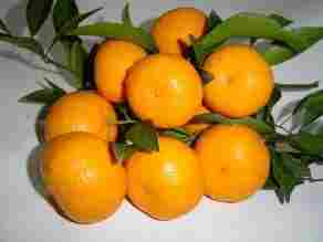 Sweet Honey Orange Fruits