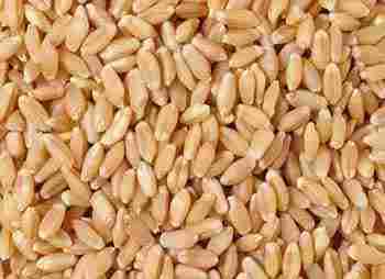 Excellent Quality Indian Wheat