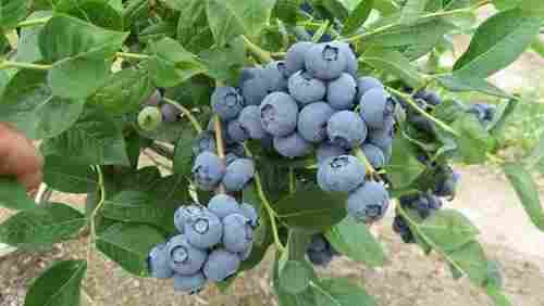 Pure Natural Blueberry Extract