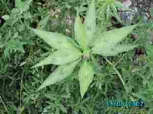 Rhaponticum Carthamoides Extract