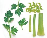 Oleoresin Celery