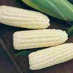 Frozen White Corns