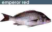 Emperor Red Fish
